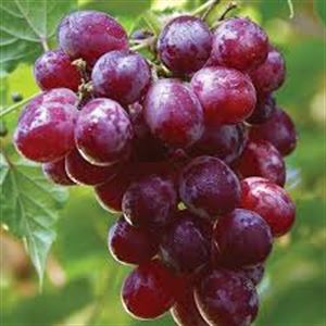 Picture of Grapes